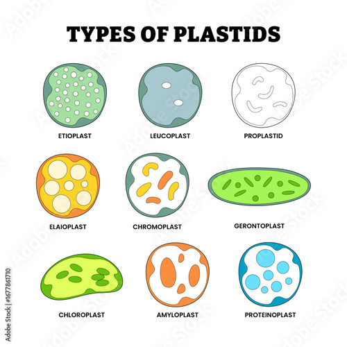 Different types of plastid types set collection, organelle plant cells labeled etioplast, leucoplast, proplastid, elaioplast, chromoplast, gerontoplast, chloroplast, amyloplast, proteinoplast.