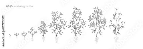 Medicago alfalfa plant growth stages from seed to harvest. Botanical monochrome black and white hand drawn vector Illustration