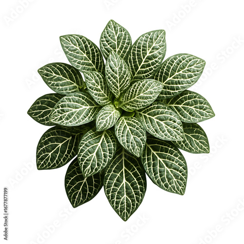 Fittonia plant top view with decorative green leaves on transparent background