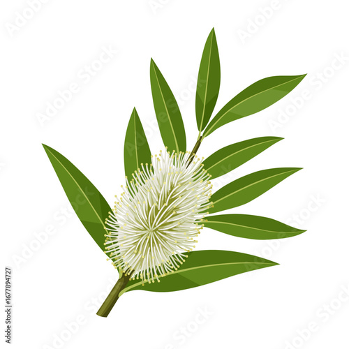 Illustration of leaves and flower tea tree or Melaleuca alternifolia, isolated on white background