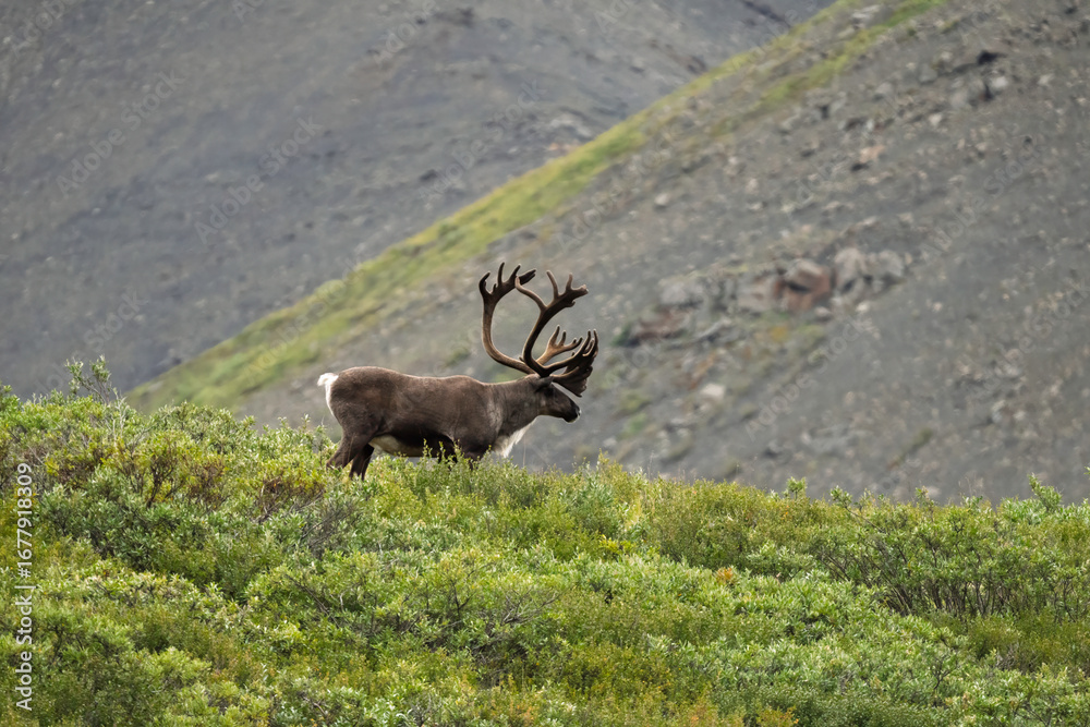 Fototapeta premium Caribou with large antlers on the hill in Denali National Park