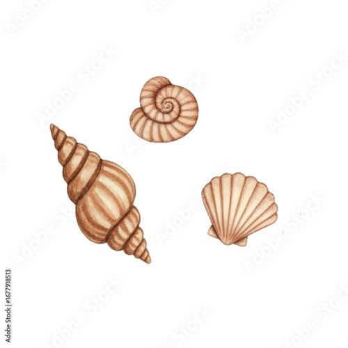 seashell isolated on white background