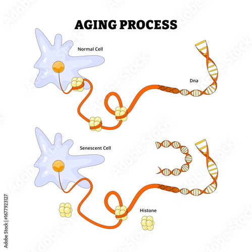 Cell Aging Process into cells, labeled histone, senescent cell, dna. Aging Cells Showing Chromatin, DNA, and Histone Changes for Cellular Senescence and Epigenetic Research Vector Illustration.