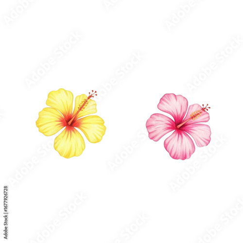 frangipani flower isolated on white
