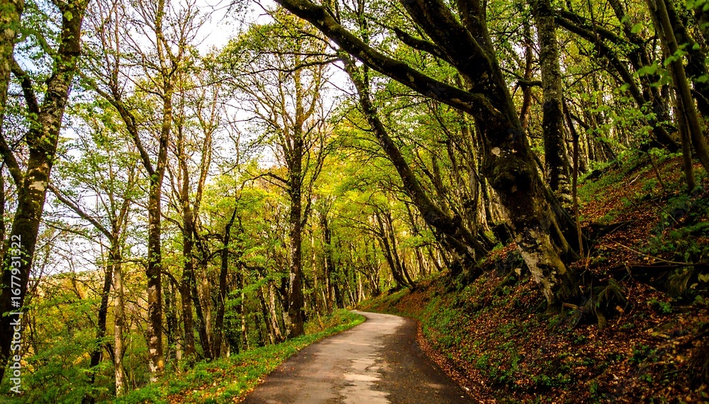 Fototapeta premium A winding road through a dense autumnal forest