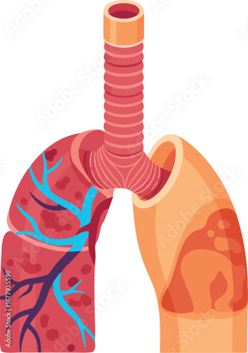 Illustration of Human Trachea Anatomy with Lungs and Airways