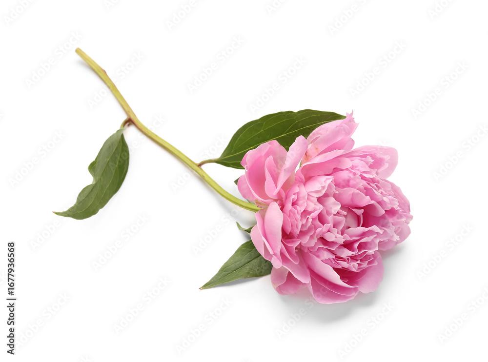 Obraz premium Beautiful pink peony flower isolated on white background