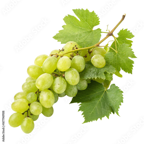 bunch of green grapes isolated, cut-out 
