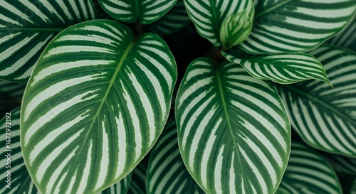 High-resolution tropical foliage wallpaper with lush green striped leaves. Elegant botanical texture, perfect for nature backgrounds, abstract patterns, and modern eco-friendly designs.