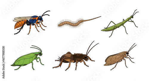 Diverse Insect and Arthropod Species Collection Illustration
