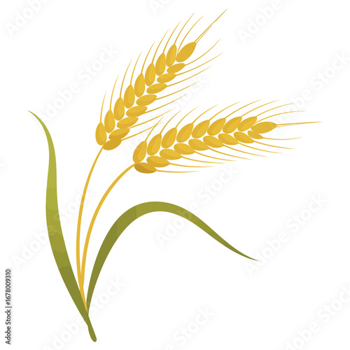 ears of wheat isolated