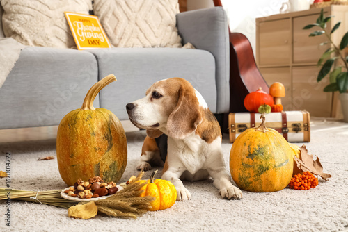 Cute Beagle dog with autumn...