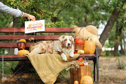 Cute Australian Shepherd do...