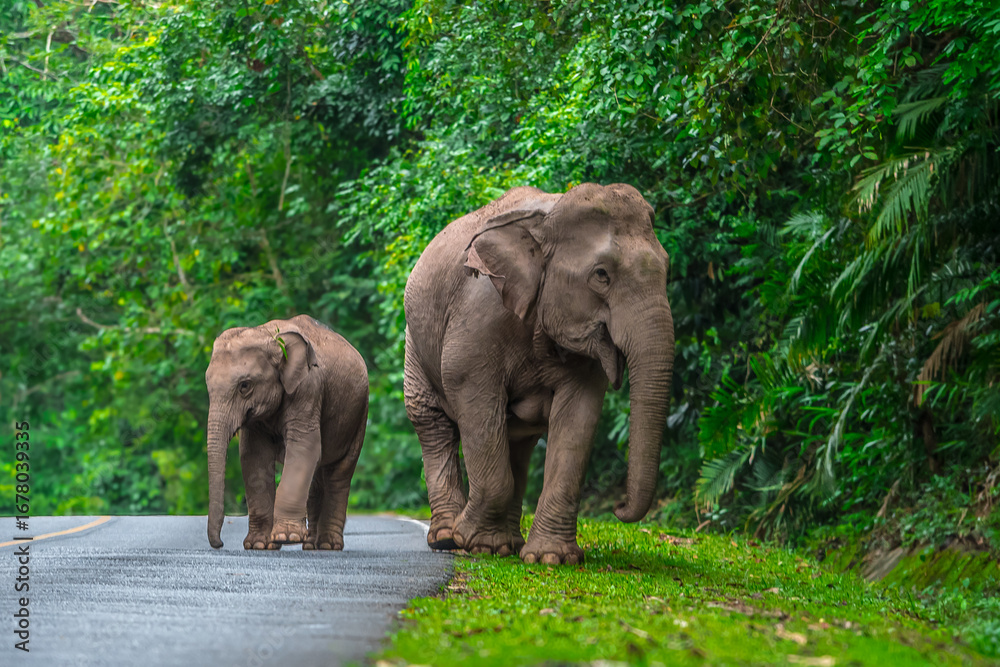 Fototapeta premium Its body is gray, its snout is called the trunk. The trunk of the Asian elephant has only one beak. Nakhon Ratchasima, Thailand.