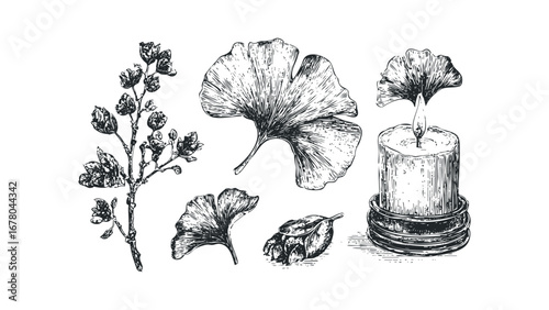 Sketch of natural elements including ginkgo leaves, branch with buds, and a burning candle. Vector hand drawn illustration