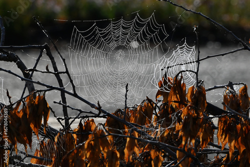 Fall Spiderweb