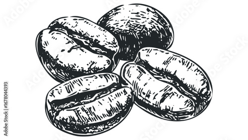 Ink sketch of coffee beans isolated on a transparent background. Vector hand drawn illustration