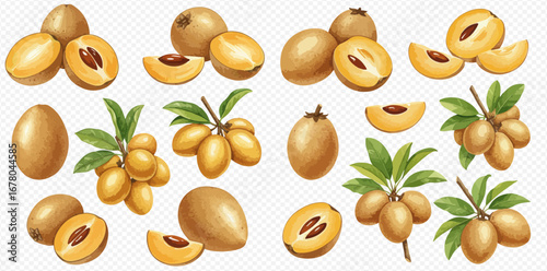 A realistic illustrated collection of tropical sapodilla fruits, including whole, cut halves, slices, and bunches on branches.