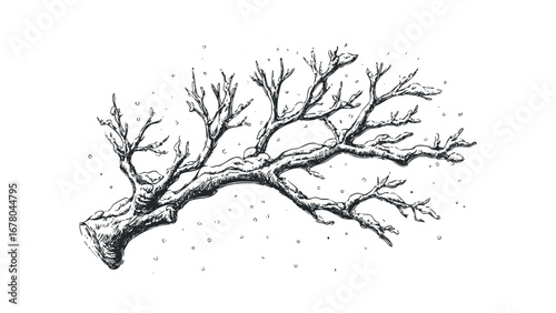 Hand drawn winter branch covered in snow and falling snowflakes. Vector hand drawn illustration