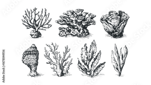 Collection of Hand Drawn Marine Organisms and Flora on White. Vector hand drawn illustration