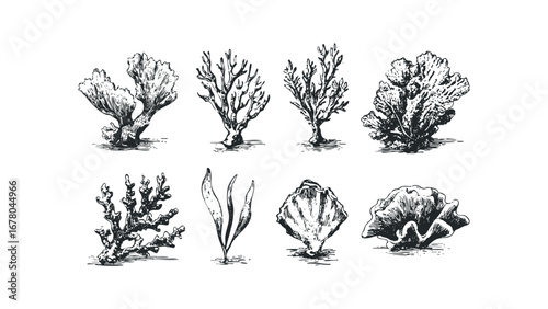 Hand drawn ocean flora collection, including various types of coral and seaweed. Vector hand drawn illustration
