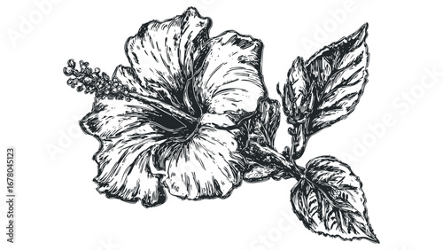 Pencil sketch of hibiscus flower with leaves on transparent background. Vector hand drawn illustration