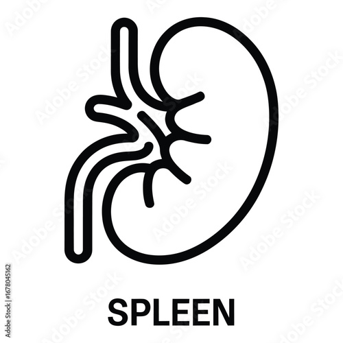 Spleen organ illustration in black and white minimalist style for medical diagrams and health content  vector silhouette