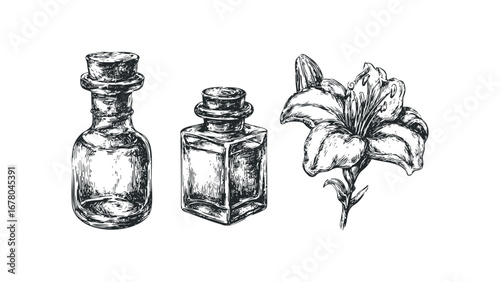 Vintage apothecary bottles and lily flower sketch. Vector hand drawn illustration