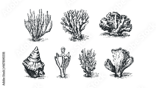 Collection of six unique marine life illustrations on a transparent background. Vector hand drawn illustration