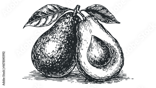 Two whole and halved avocados with leaves rendered in a classic engraving style on a white surface. Vector hand drawn illustration