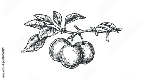 Pen and ink drawing of ripe apples on a branch with leaves. Vector hand drawn illustration