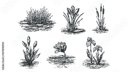 Pond plant collection with iris, cattails, and lily pads. Vector hand drawn illustration
