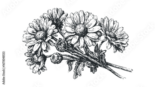 Hand Drawn Aster Bouquet, Pen and Ink Sketch, Vintage Botanical Style. Vector hand drawn illustration