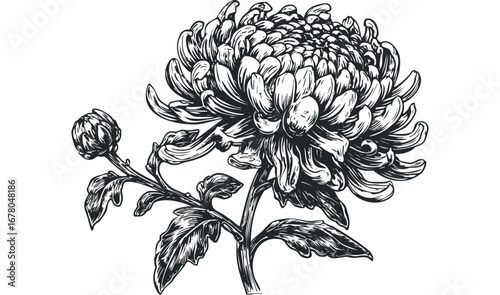 Detailed Ink Drawing of Chrysanthemum Flower and Bud. Vector hand drawn illustration