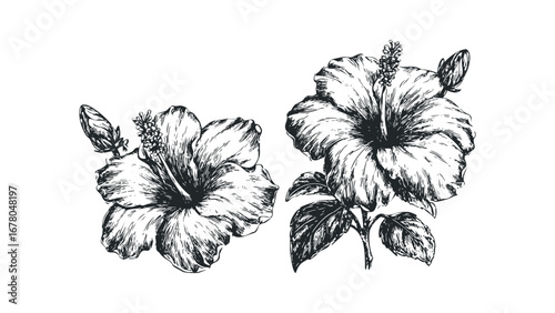 Hand drawn hibiscus flowers and buds with leaves. Vector hand drawn illustration