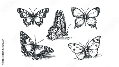 Group of five black and white sketch butterflies on transparent background. Vector hand drawn illustration