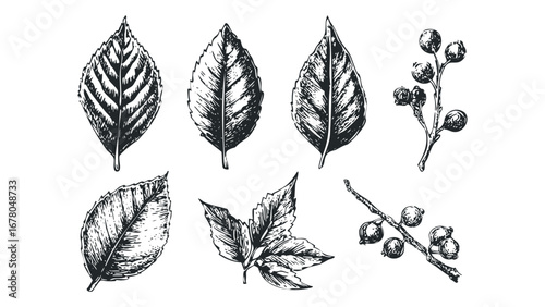 Hand Drawn Botanical Elements Isolated on Transparent Background. Vector hand drawn illustration
