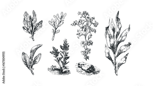Vintage Botanical Drawing of Coastal Plants and Rocks. Vector hand drawn illustration