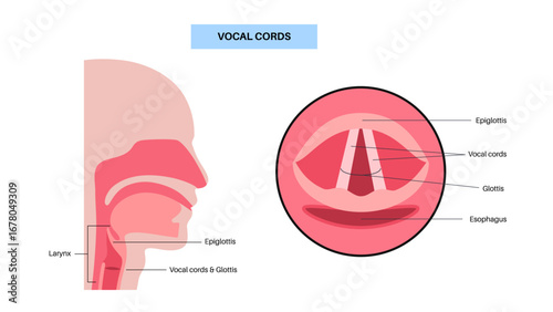 Vocal cords anatomy