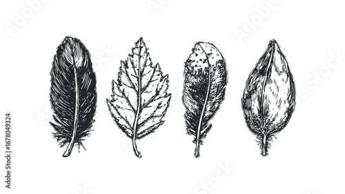 Four black and white sketch style feathers and a leaf on transparent background. Vector hand drawn illustration