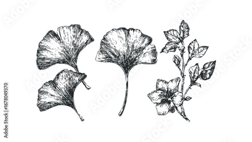 Ginkgo leaves and flowering branch in sketched linework. Vector hand drawn illustration