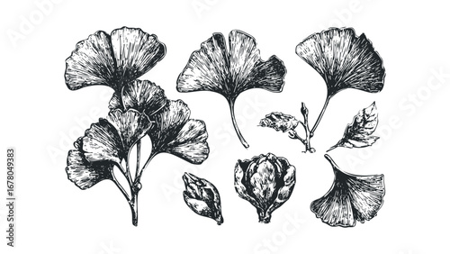 Collection of Ginkgo Biloba Leaves and Buds Sketch on Transparent Background. Vector hand drawn illustration