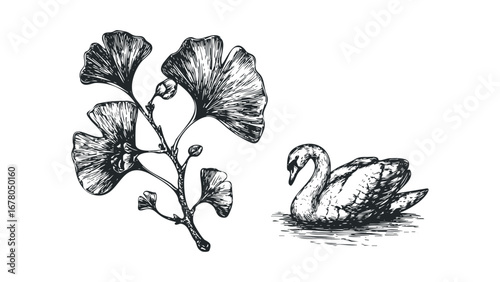 Sketch of a ginkgo tree branch with leaves and a swan resting on water. Vector hand drawn illustration