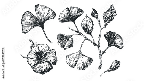 Hand-drawn botanical elements of ginkgo leaves and a flower file. Vector hand drawn illustration
