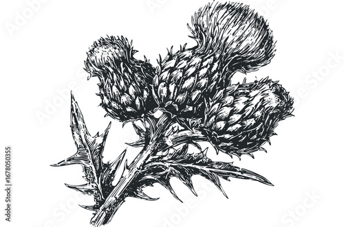 Hand drawn ink sketch of a thistle plant with spiky leaves and blooming flower heads. Vector hand drawn illustration