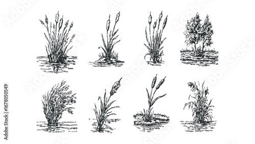 Set of Ink Sketches of Cattails and Trees in Watery Terrain. Vector hand drawn illustration