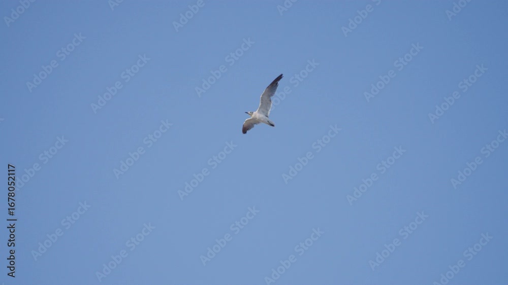 Slow motion shot of a seagull flying above the beach Slow motion shot of a seagull flying above the beach