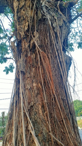 An old, lush tree growing near a house, with dense green leaves providing shade and a natural atmosphere around the home environment.