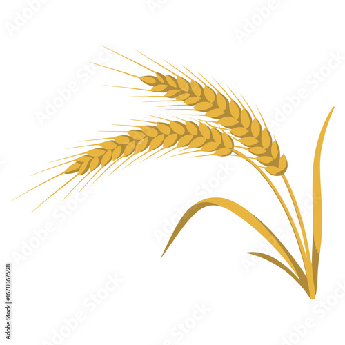 wheat ears isolated on white background