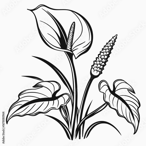 black and white cuckoo pint italian arum